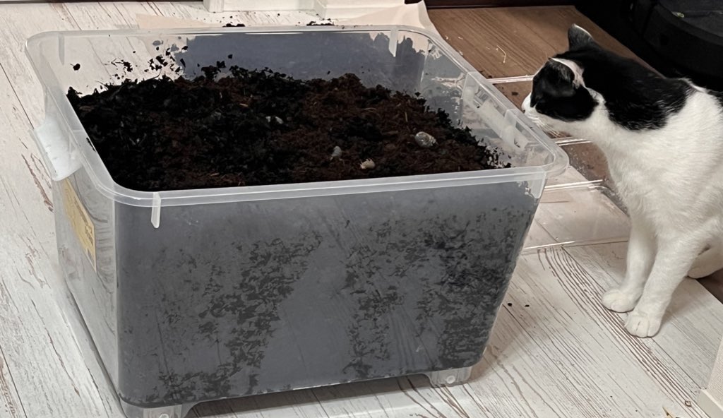 rokorokorokou's tweet image. カブトムシ👶、広いケースにお引越し
こういう時必ず見学に来る兄やんかわいいねぇ