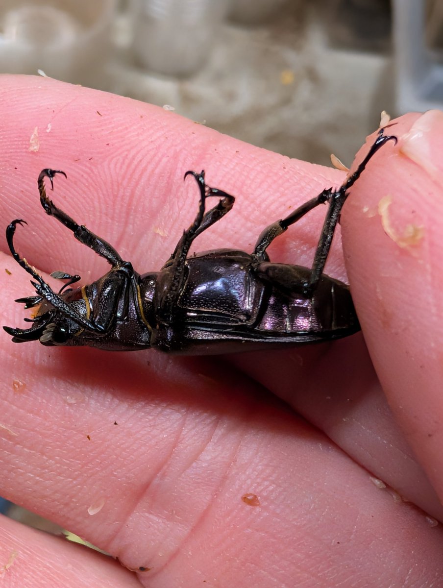 虫の兄ちゃん@兜鍬武蔵 (@anchan_kabukuwa) / Posts / X