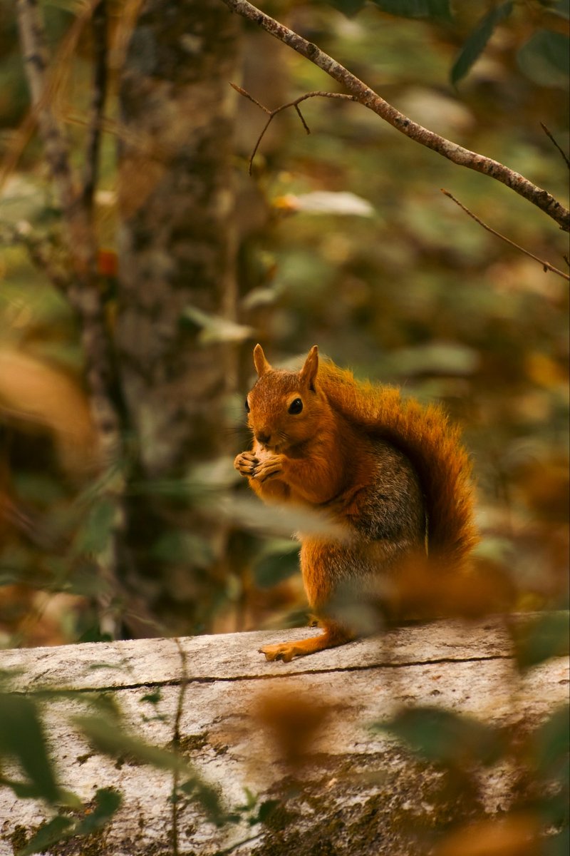Lovely Wednesday dear friends…🌼🍂🍁☕️🐿️🧡🤎💛

#GoodMorningEveryone 🌼 #CoffeeTime ☕️ #AnimalLovers 💛 #BeKindAlways 💐 #PeaceAndLove 🕊️