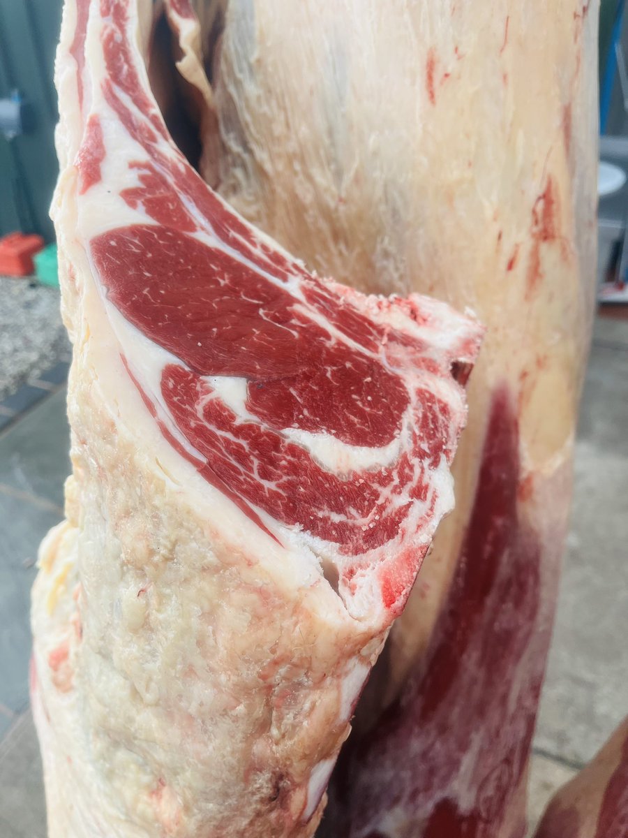 Morning all… two of our own Dexter / Highland cross cattle came back from the abbatoir yesterday… beautiful pasture / grass fed native breed beef. Look at the colour of that beautiful fat… These will mature in our dry ageing rooms until Christmas week. #grassfed #beef  🇬🇧🥩🔪