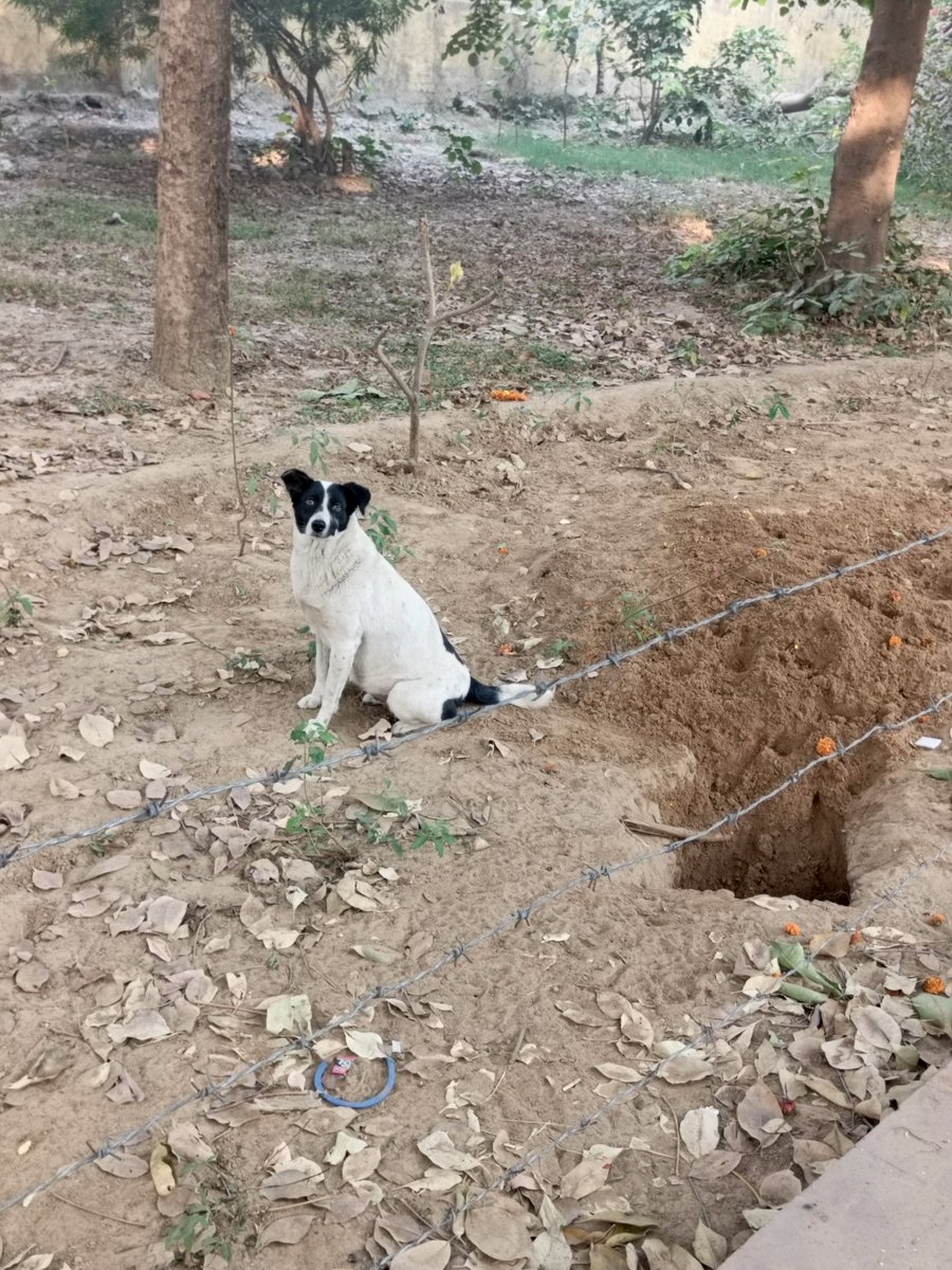 tannuiscoding's tweet image. Dogesh bhai is proud of his work.