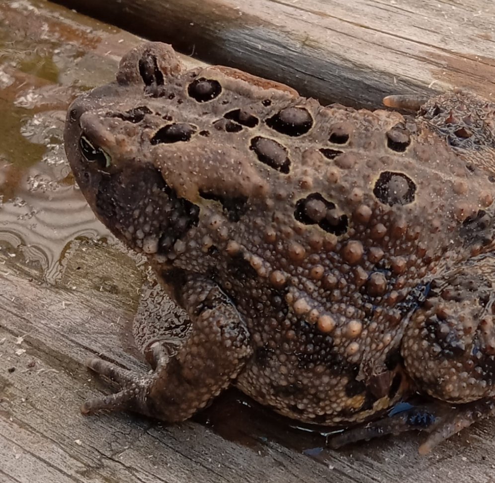 Pudgy Toad 🐸 tweet media