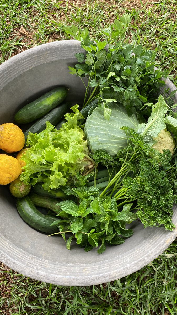 Hey #TiniTwitter, I’m selling cucumber and another veggies. I do deliveries around Mbabane CBD and Ezulwini Gables. Please check out my menu and see if something green will tickle your tastebuds