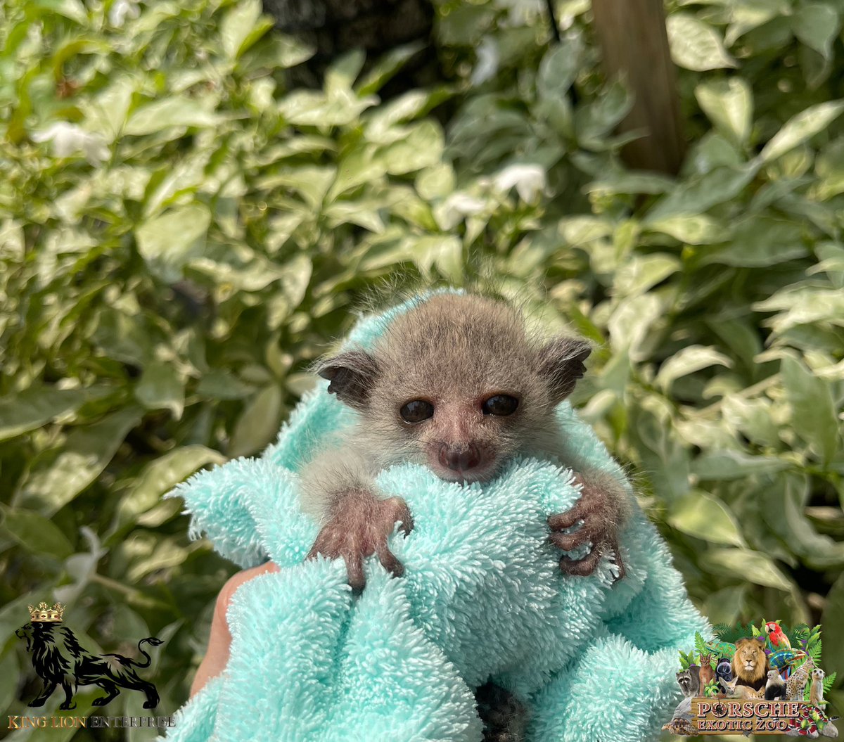 Porsche_shop99's tweet image. บุชยักษ์ มีพี่ๆคนไหนเอ็นดูบ้างมั้ยน้าาา😍

Giant Bush, is there anyone who loves it? 😍

#PorscheExoticZoo
#porscheexoticzooadmin
#porscheexoticzooofficial
#บุชยักษ์