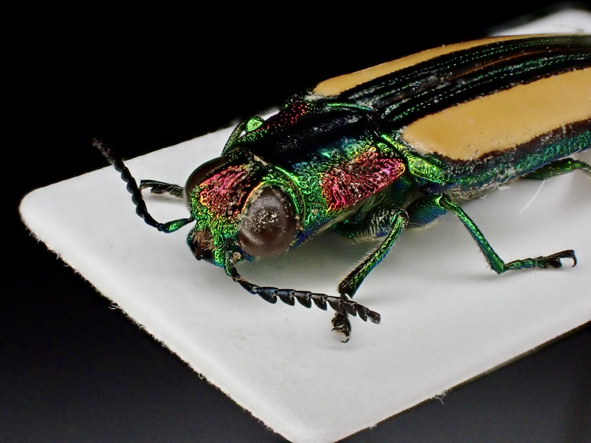 タンザニアの美しいタマムシの一種、Chrysochroa lepida メタリックな