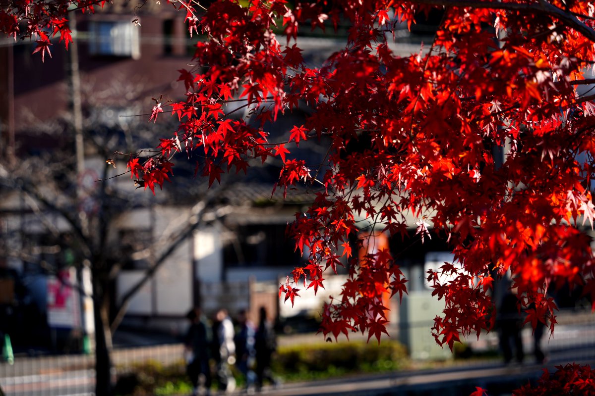 GY4L3X's tweet photo. 高尾山の秋、赤も緑も金色もぜんぶ一度にくる。

#高尾山 #紅葉 #東京 #日本 #登山 #富士山 #Takaosan #黄葉 #秋 https://t.co/AdAxRAcPq6