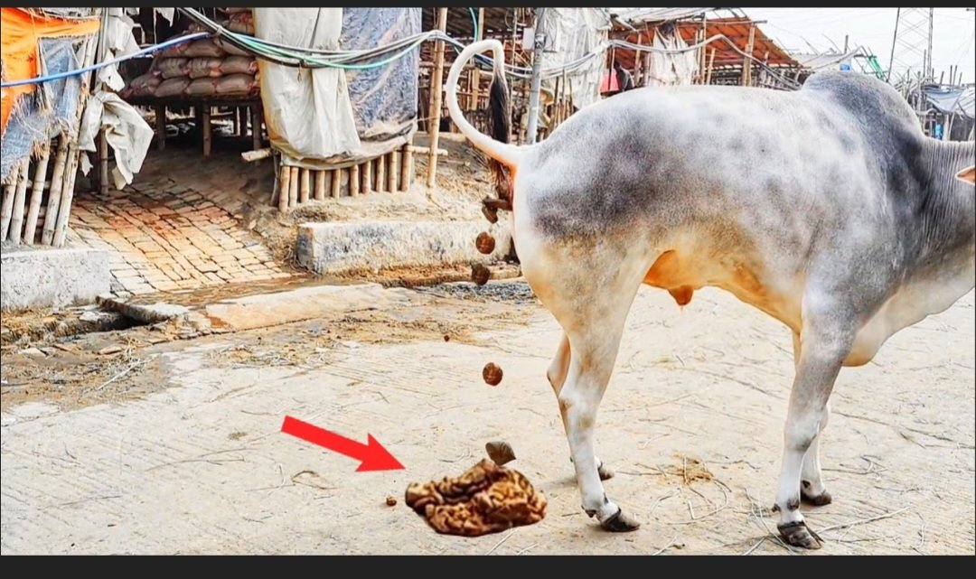 SHASHAN87916826's tweet image. मुलायम के पास 5भैंस थी और शिवपाल के पास 6 भैंस, मुलायम की एक भैंस 2 किलो रोज 2 किलो और शिवपाल की भैंस 3 किलो गोबर गोबर देती थी
इस तरह मुलायम की भैंस रोज 10किलो और शिवपाल की भैंस 18 किलो गोबर  देती थी 

शिवपाल के पास 10% भैंस मुलायम से ज्यादा थी पर गोबर 80%? 
जाके गोबर थापो 
#PDA