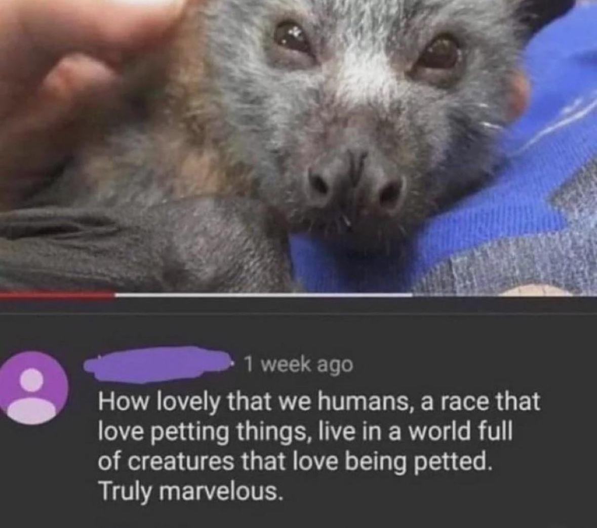 RespectfulMemes's tweet image. 