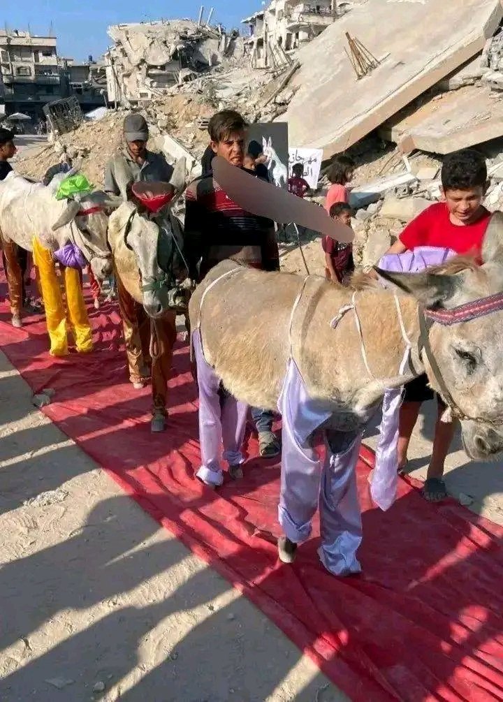 أطفال غزة قاموا بحفل تكريم الحمير لأنهم وقفوا مع أهل غزة أكثر من العرب و يستاهلوا تكريم