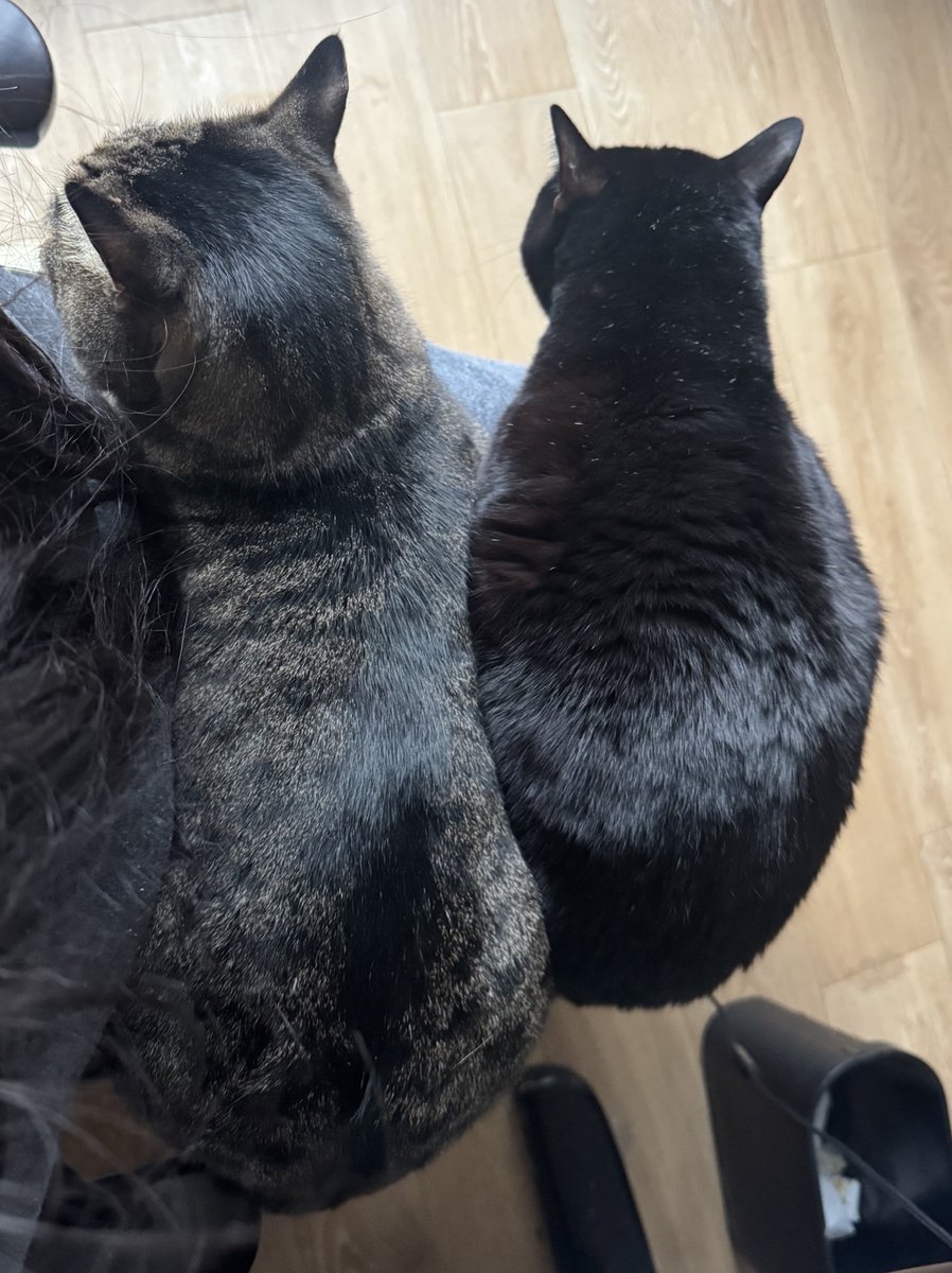 合計13kgの重さ…足死んじゃう#猫