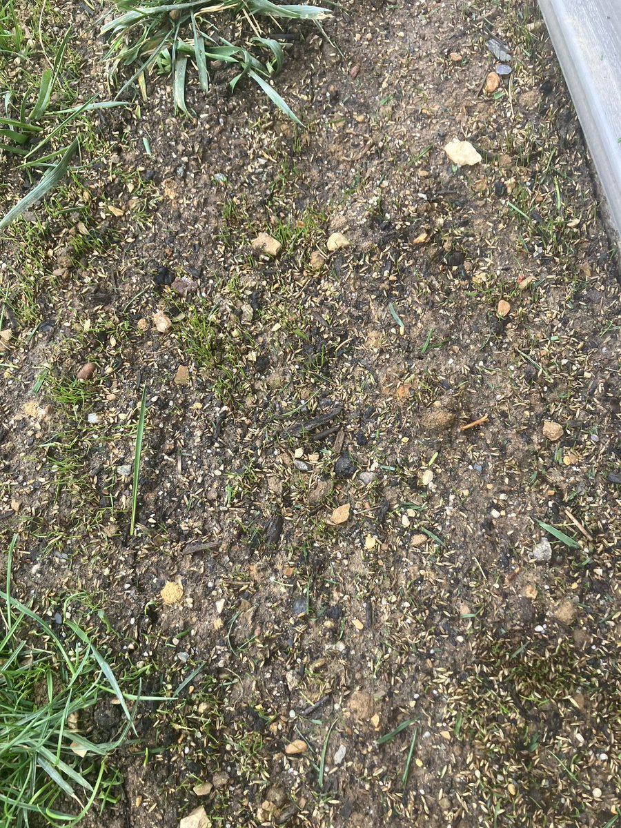 Poor Man’s Grow Tarp. Picked up the idea of plastic sheeting grow tarps @ a clinic 20 years ago. We had 2 seed these areas in late October due 2 construction. It can be 8-12 degrees warmer under tarp on a sunny day, allowing 2 get better coverage despite cool, blustery weather.