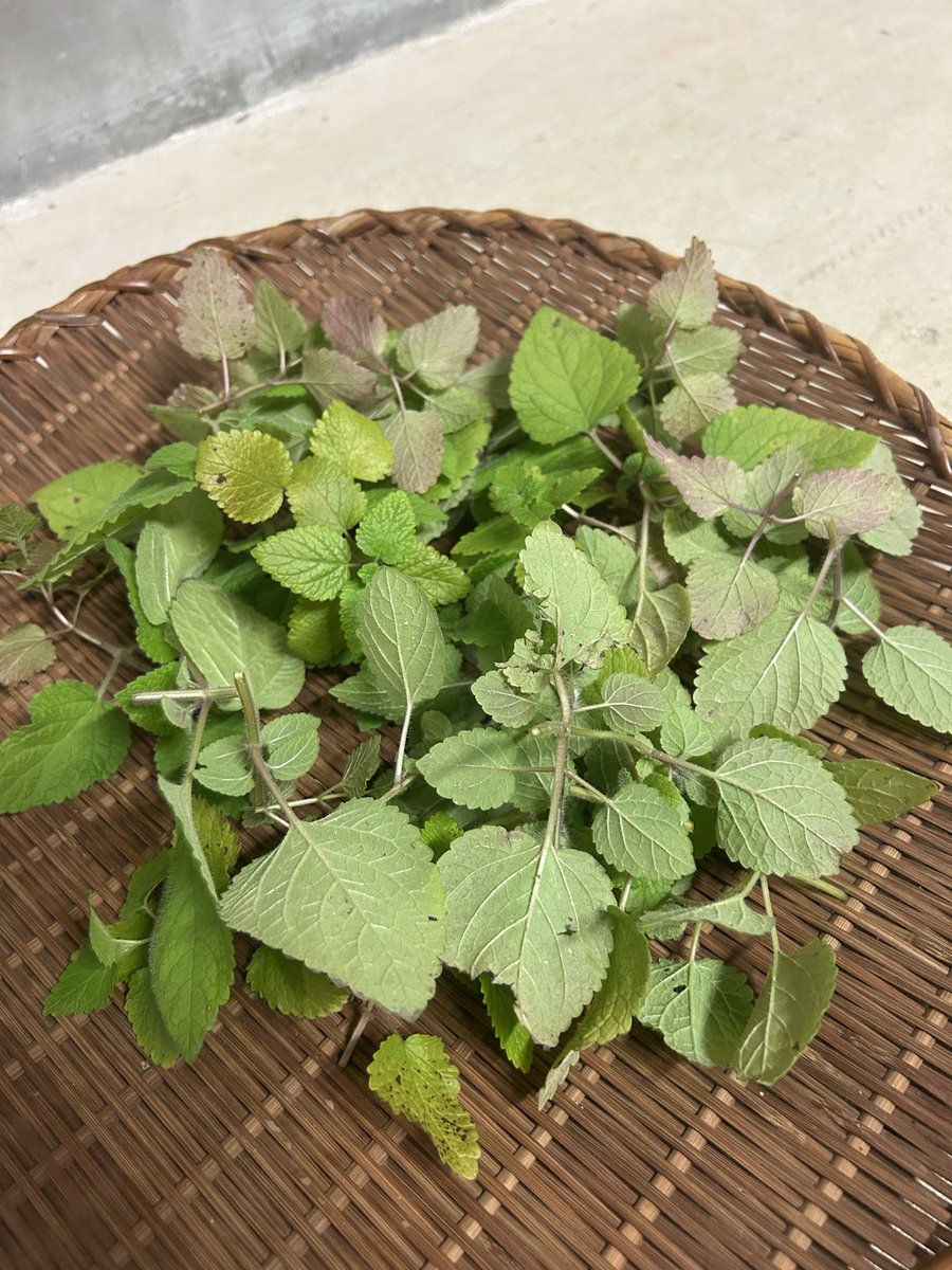 オレンジバームとレモンバームが採れました。季節のハーブです。