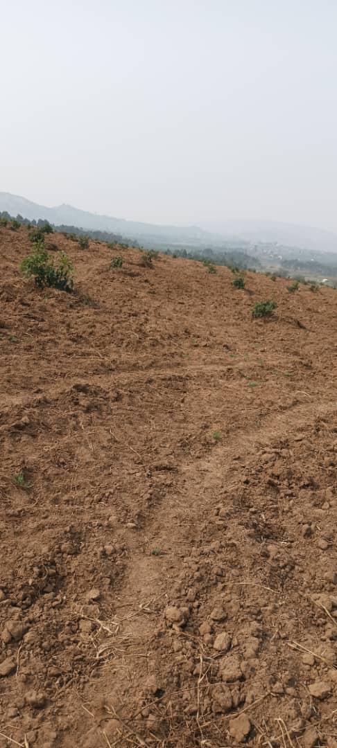 sprinktech's tweet image. A farm without irrigation is a farm depending on luck and risks under utilising their land space.

This #BlackNovember, get a reliable irrigation kit at affordable prices from @sprinktech to increase your farm productivity.

Call/Whatsapp: +256709826632

#Sprinktech
#irrigation…