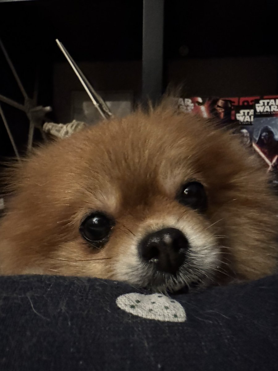 Anjerasu's tweet image. Got a new phone…first thing take a photo of doggy #ChloeThePompom