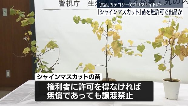 livedoornews's tweet image. 【禁止】「シャインマスカット」苗をフリマ出品し無許可で譲り渡したか 女性を書類送検
news.livedoor.com/article/detail…

シャインマスカットの苗は、権利者に許可を得なければ無償であっても譲り渡すことが禁止されている。女性は「売った金はコンビニで好きなお菓子を買っていた」と容疑を認めている。