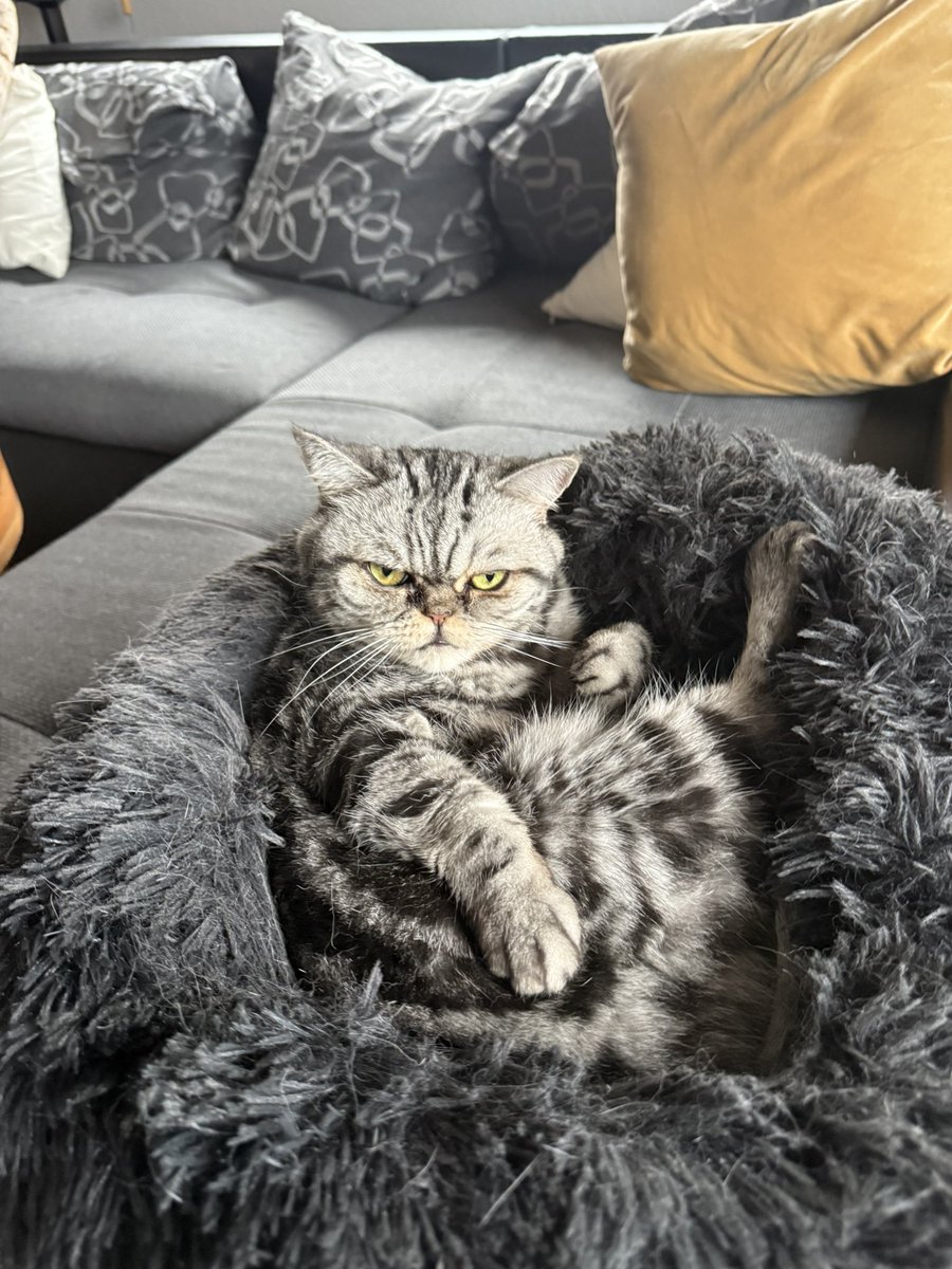 desariel1's tweet photo. @travalacom What ?! Cats allowed in holidays ??? https://t.co/sRU2TzzIlY