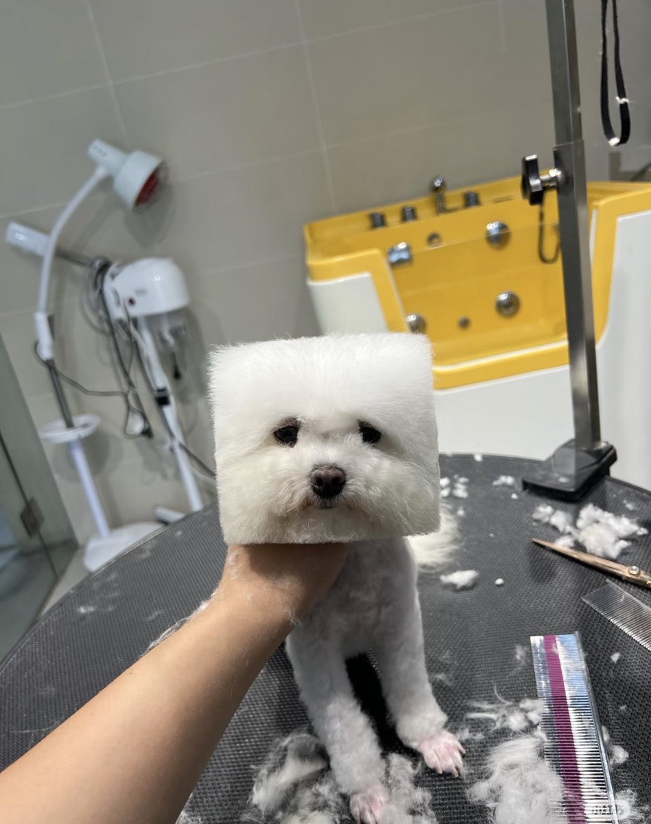 twtjm126's tweet image. 四角に切られすぎた実家の犬見て