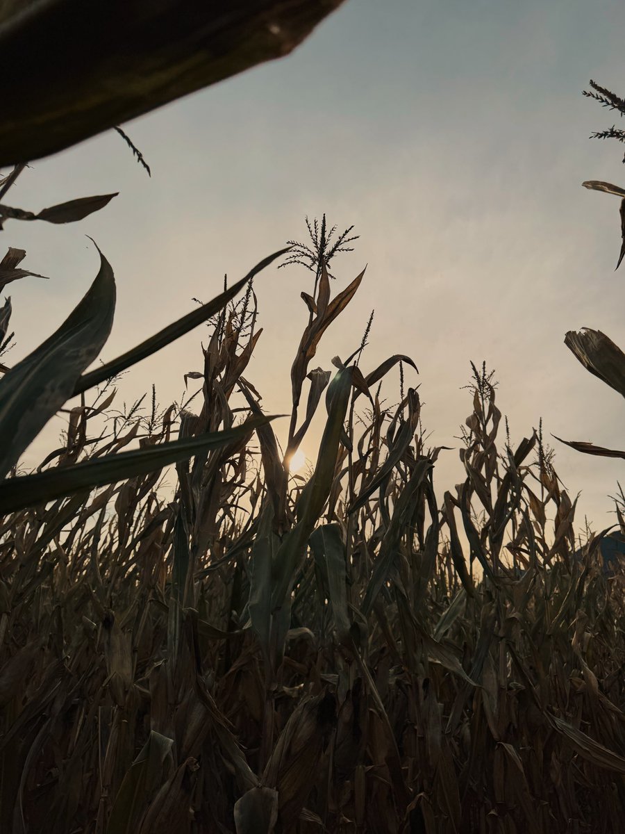 mleomp's tweet image. 