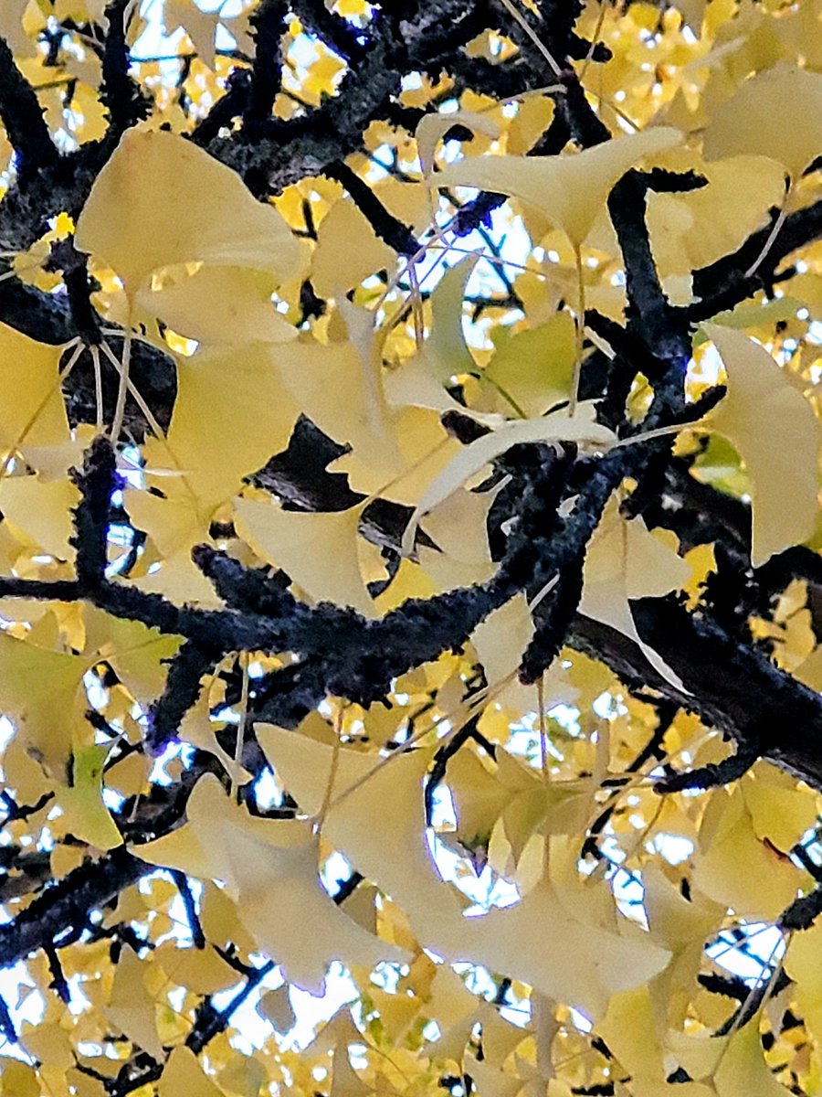 infowiesel's tweet image. Guten Morgen! 💛