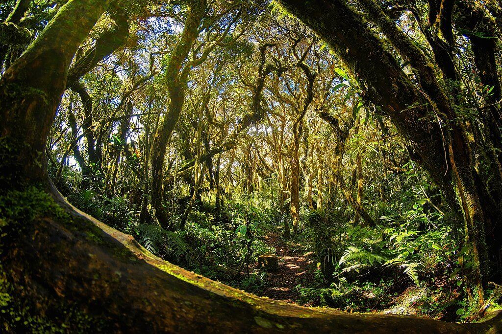 KGMResorts's tweet image. 🌿 The Philippines is home to diverse forest types—from dipterocarps and montane forests to mangroves and pine highlands.
 Learn how these ecosystems protect our islands and why conservation matters.
 👉 kgmresorts.com/post/types-of-…
#PhilippineForests #ForestTypes #KGMResorts