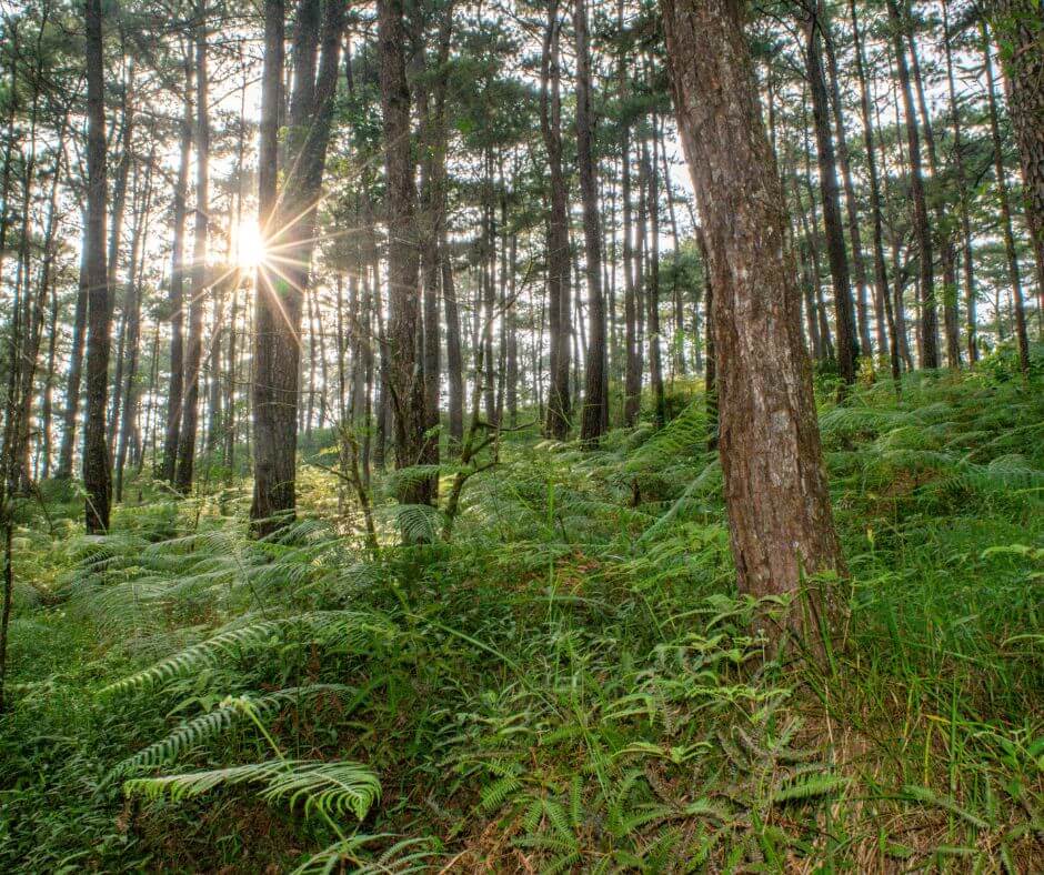 KGMResorts's tweet image. 🌿 The Philippines is home to diverse forest types—from dipterocarps and montane forests to mangroves and pine highlands.
 Learn how these ecosystems protect our islands and why conservation matters.
 👉 kgmresorts.com/post/types-of-…
#PhilippineForests #ForestTypes #KGMResorts