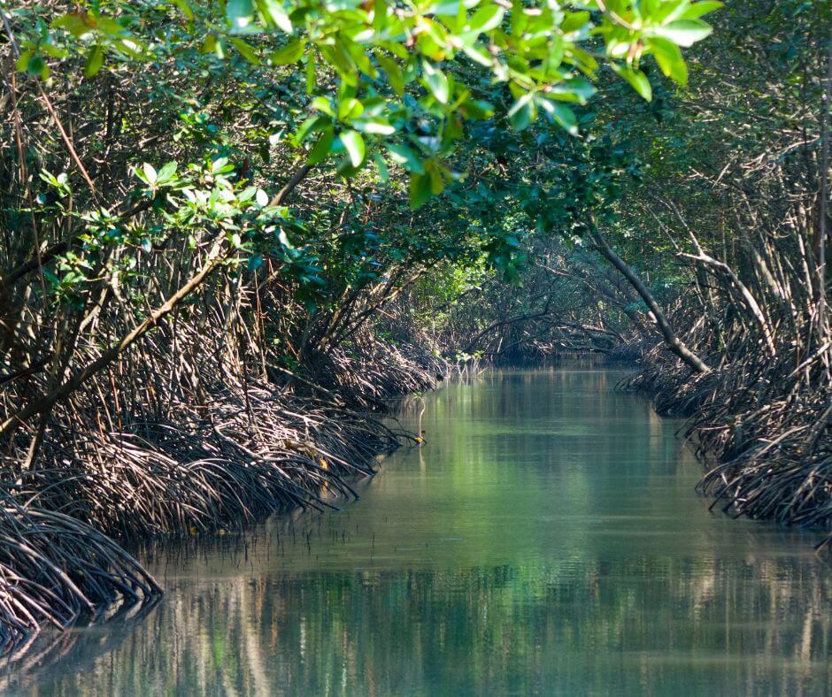 KGMResorts's tweet image. 🌿 The Philippines is home to diverse forest types—from dipterocarps and montane forests to mangroves and pine highlands.
 Learn how these ecosystems protect our islands and why conservation matters.
 👉 kgmresorts.com/post/types-of-…
#PhilippineForests #ForestTypes #KGMResorts
