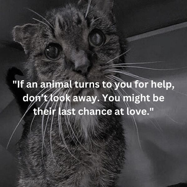 diebessernicht's tweet image. Guten Morgen 🫂 es heißt man erkennt die Seele eines Menschen nicht an seinen Worten,sondern an seinem Umgang mit den Schwächsten. Tiere können nicht sprechen wie wir, sie können uns nicht erklären was sie fühlen oder brauchen. Doch gerade darin liegt ihre Wahrheit. Sie ...