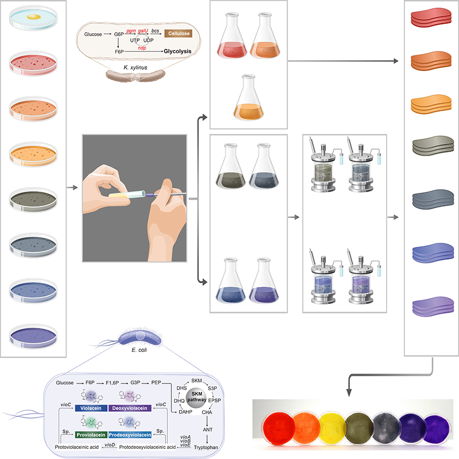 kaistpr's tweet image. KAIST develops the world’s first one-pot platform for making rainbow-colored bacterial cellulose using engineered microbes. 🌈
A sustainable alternative to chemical dyes for textiles and biofabrication.
#BioTech #SustainableTextiles #Biofabrication #Innovation#Prof.Sang Yup Lee