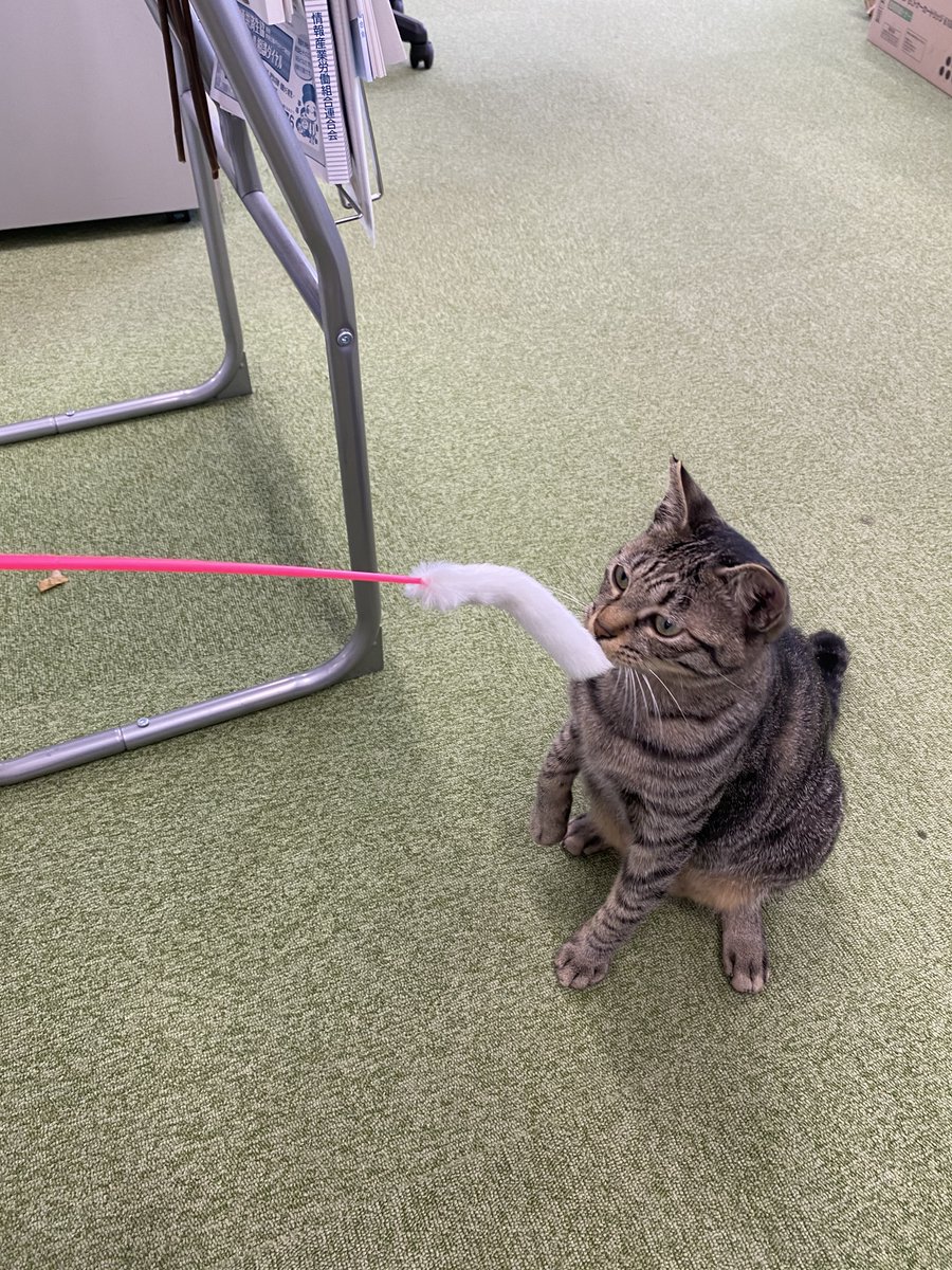 jaswe_jimu's tweet image. すわりかたがなんだかおかしいぞぶちょう

12時です
#1日１ぶちょう