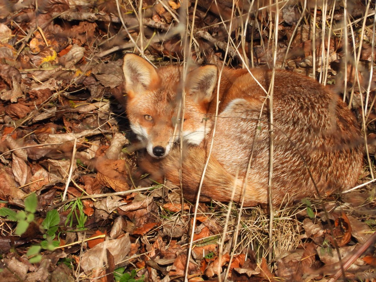 dBwarro's tweet image. #FoxOfTheDay