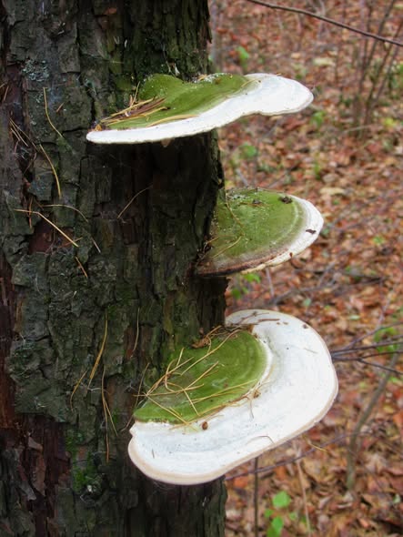 Stan Nasonov (@nasonovstan) on Twitter photo 