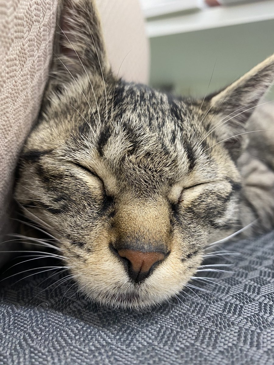 jaswe_jimu's tweet image. ｽﾔぶちょう第2弾
目の間の毛が乱れているのは、撮影前に無遠慮にスタッフがわしゃわしゃしたためです
12時です

#1日１ぶちょう