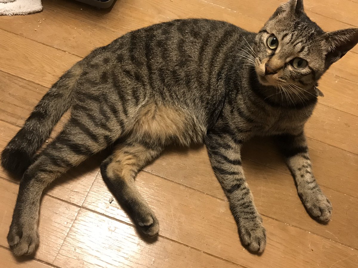 jaswe_jimu's tweet image. ご自宅でくつろぎぶちょう
お腹のあたりにきなこぶちまけ侍、ぶちょう
お口の周りもきなこまみれです、かわいいね
12時です
#1日１ぶちょう