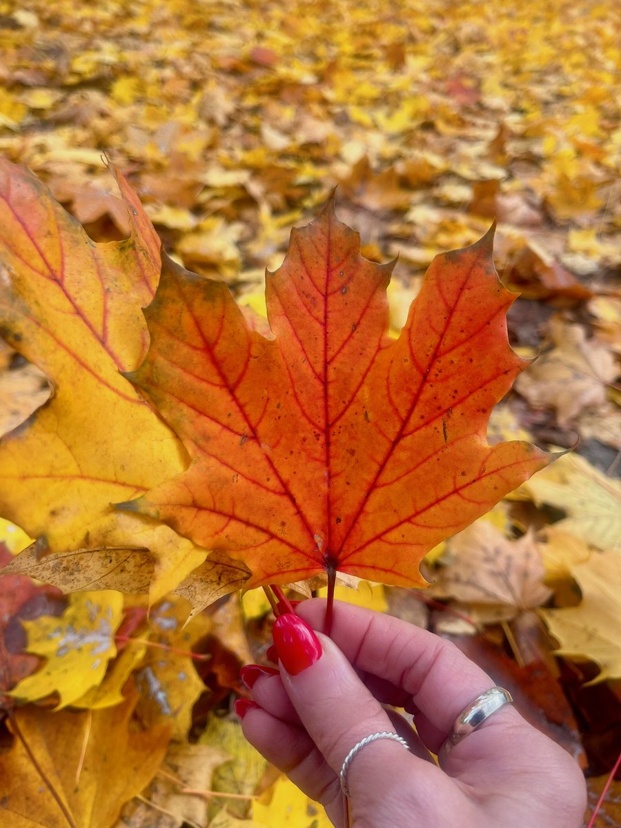 #صباح_الخيرᅠ 🍁