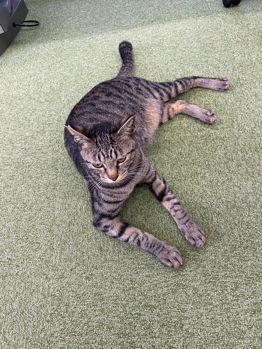 jaswe_jimu's tweet image. 上から撮るとすんごい猫相が悪い
12時です
#1日１ぶちょう