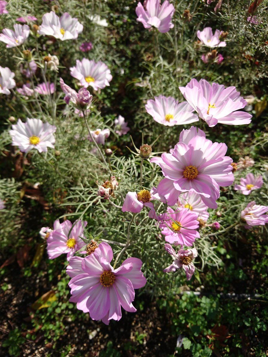 ちょっと盛りが過ぎた？コスモスたち 秋の日差しの下でやわらかく撮れ