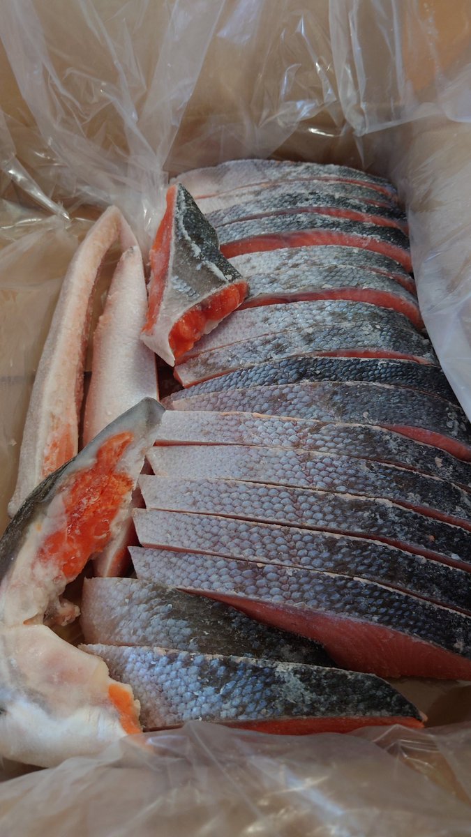 スタゲはシャケをたいりょうにてにいれた！