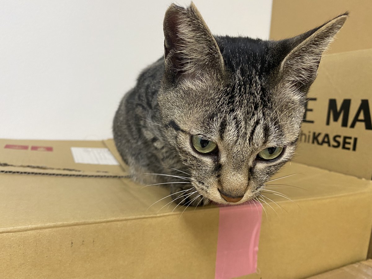 jaswe_jimu's tweet image. 段ボールの感触が気に入った様子
さすが猫だな、12時です
#1日１ぶちょう