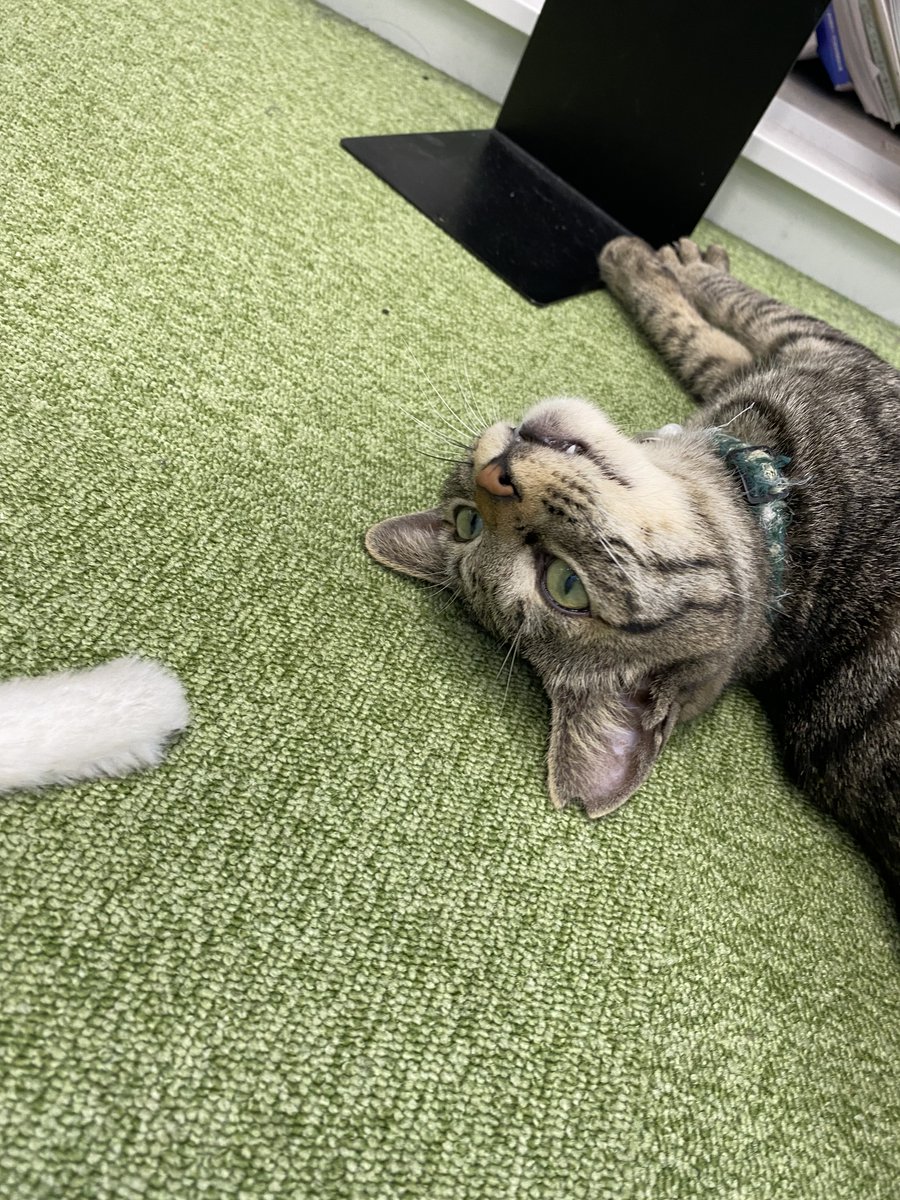 jaswe_jimu's tweet image. さかさまから撮ると人相悪
気立てはいいのにね
12時です
#1日１ぶちょう