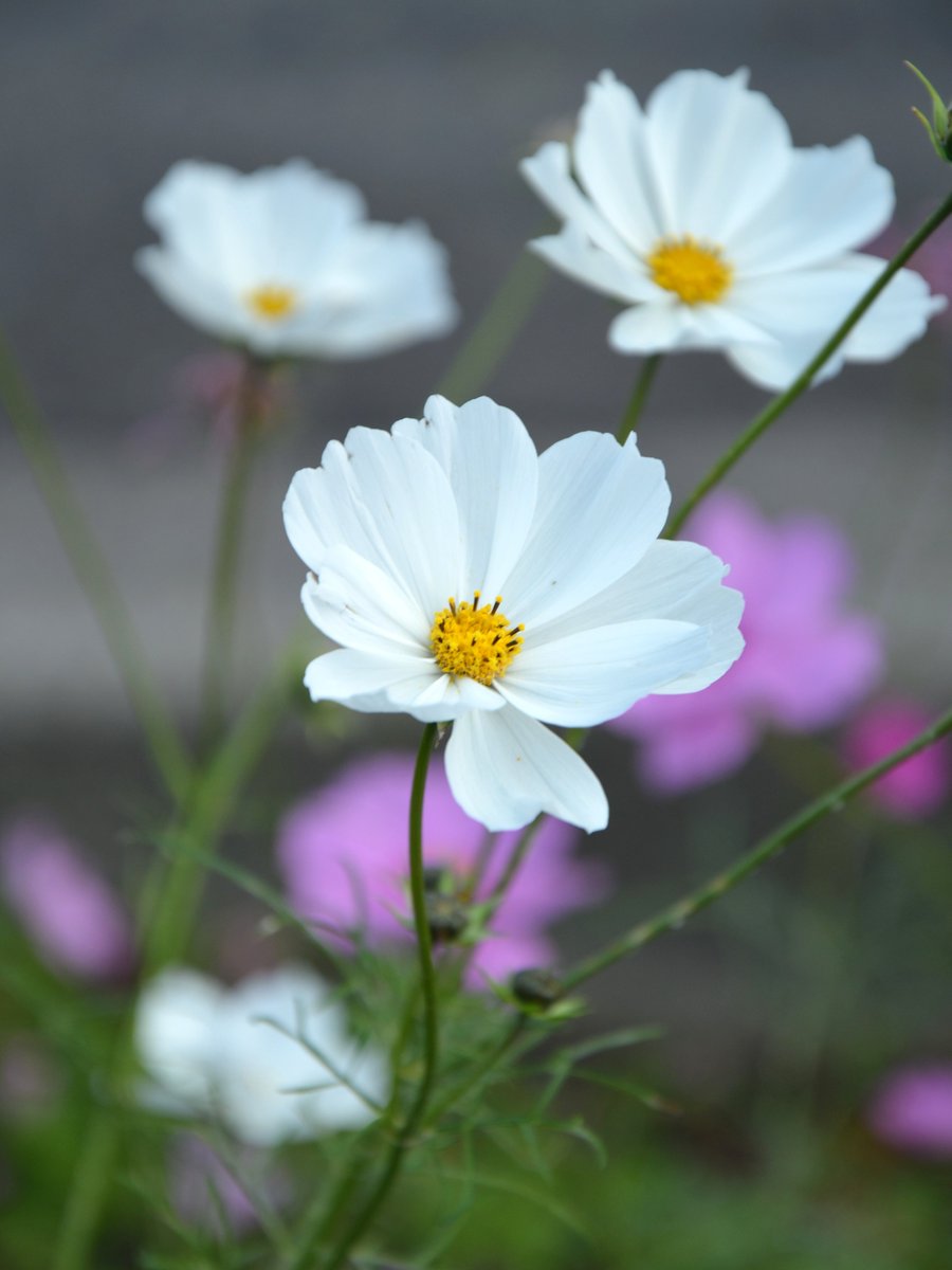 鳥取県琴浦町にある清元院（せいげんいん）の前にコスモス畑があるのは