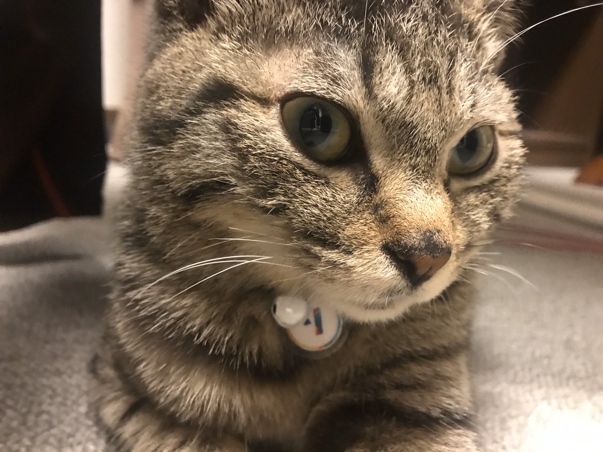 jaswe_jimu's tweet image. 近寄っても避けないぶちょう
12時です
#1日１ぶちょう