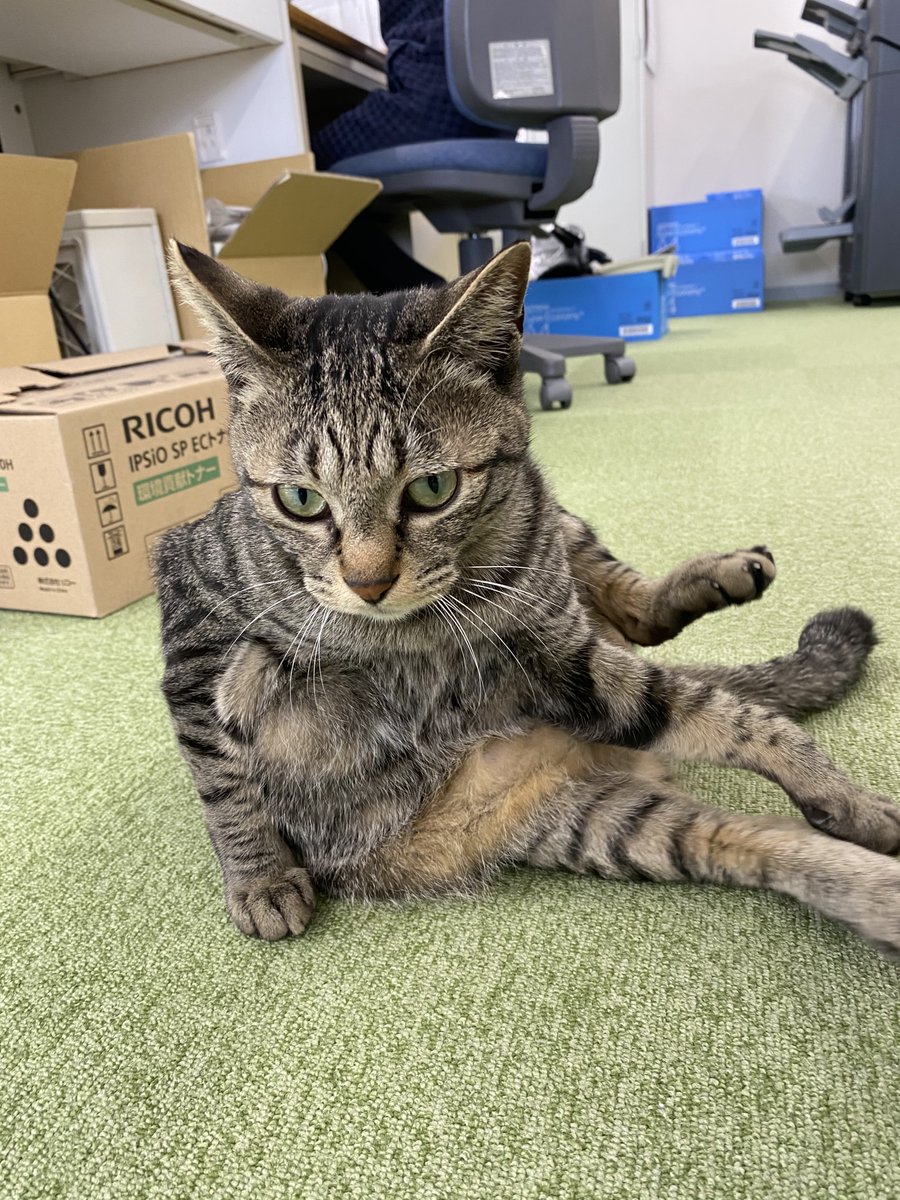 jaswe_jimu's tweet image. お腹あたりのきなこまみれ部分がチラっと見えます
なかなか面白い体勢してますね、12時です
#1日１ぶちょう