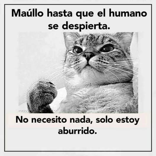 JAVIERCASTRO96's tweet image. Buenos días para tod@s.