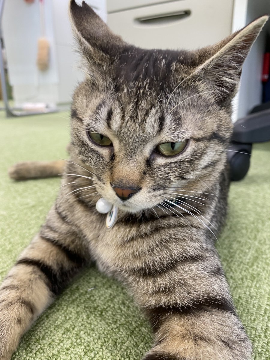 jaswe_jimu's tweet image. 明らかに眠そう
12時です
#1日１ぶちょう