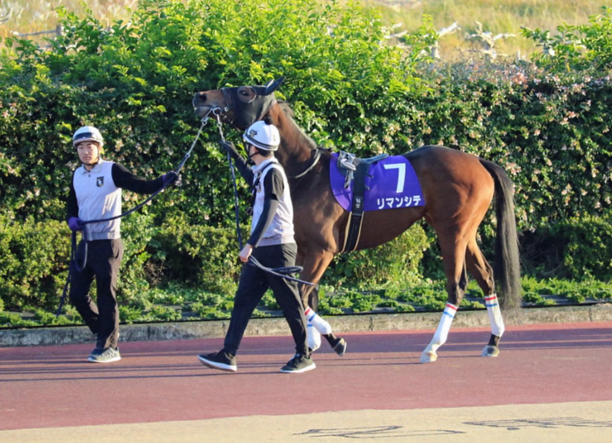 笠松競馬場で行われるラブミーチャン記念に出走する兵庫っ仔2頭のパドック
5番 ココキュンキュン
7番 リマンシテ