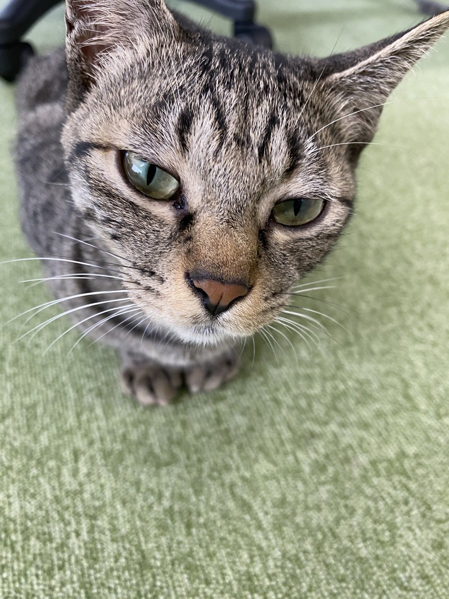 jaswe_jimu's tweet image. 12月一発目はﾁﾍﾞｽﾅ顔ぶちょう
今月も体調に気を付けてぼちぼちいきましょ
12時です
#1日１ぶちょう