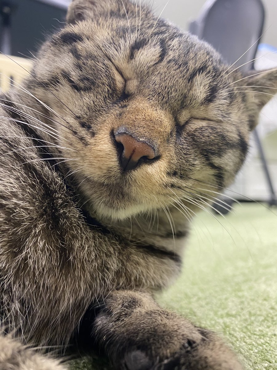 jaswe_jimu's tweet image. 口の周りの茶色のふわほわ、きなこに口先突っ込んだ感じがしてとても好きです
12時です
#1日１ぶちょう