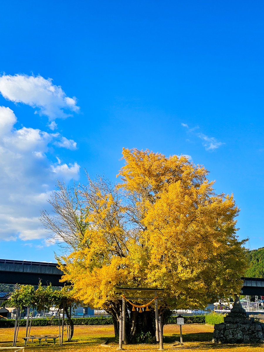イチョウページ 💙☁🧡 今年も 会えたイチョウの木🌳 ちょっと葉の付き方 心配するけど