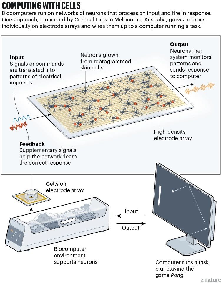 gp_pulipaka's tweet image. Academic Researchers Create Computers That Run on Human Brain Cell! #BigData #Analytics #AI #MachineLearning #DataScience #IoT #IIoT #Python #RStats #TensorFlow #JavaScript #ReactJS #CloudComputing #Serverless #DataScientist #Linux #Programming #Coding #100DaysofCode…