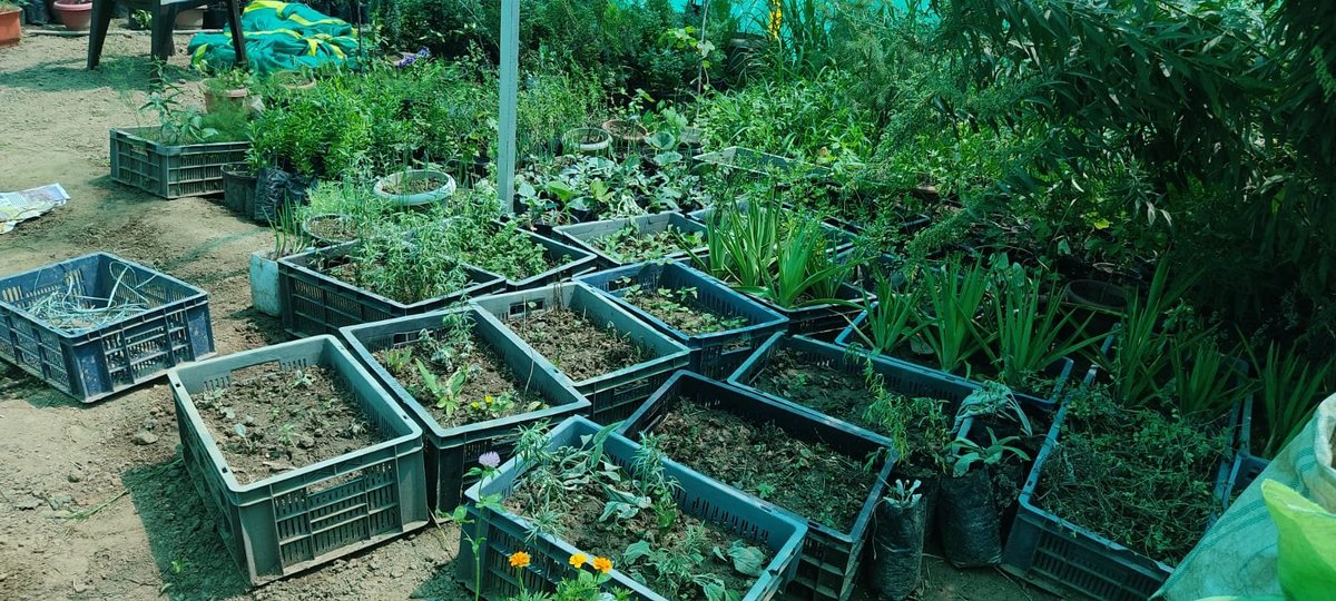 kashmirwatch06's tweet image. Manzoor Javaid, 60, a retired environmental science lecturer and former State Nodal Officer, has turned two kanals of land in #Anantnag into a thriving herbal garden with 150+ species showcasing innovation &amp;amp; sustainable agricultural development in J&amp;amp;K. 🌿

#JKDevelopment